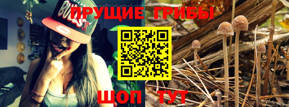 Галлюциногенные грибы Cubensis Лысьва
